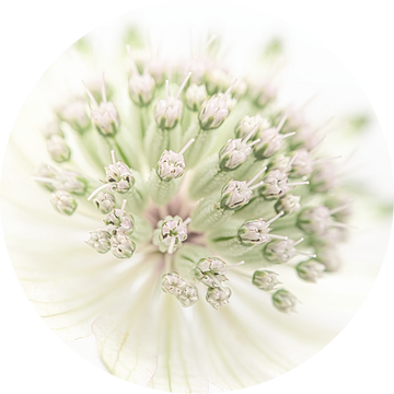 Rust: Astrantia Major (Zeeuws knoopje) van Marjolijn van den Berg