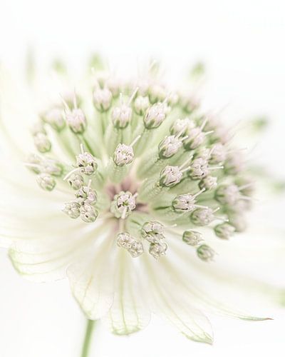 Rust: Astrantia Major (Zeeuws knoopje)