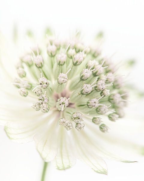 Rust: Astrantia Major (Zeeuws knoopje) van Marjolijn van den Berg