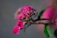 fuchsia macro von Tania Perneel Miniaturansicht