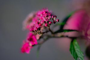 fuchsia macro von Tania Perneel