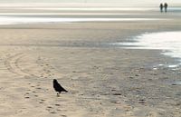 Beach Bird van Nicole Nagtegaal thumbnail