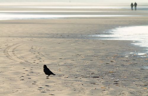 Beach Bird
