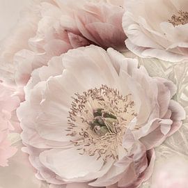 Pivoine douce pastel. 2.