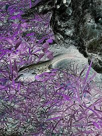 Grote hagedis by Renee Alexandra Serlier