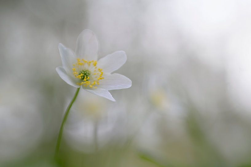 Anemone von Barbara Brolsma