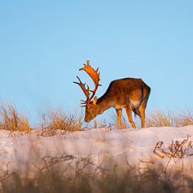 Deer in the snow in Zandvoort by Jessica Brouwer