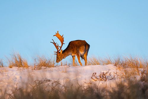 Deer in the snow in Zandvoort