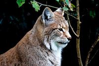 The lynx