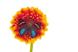 Ein Exotischer Schmetterling auf einer Blüte