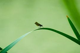 Dragonfly by mondenkind