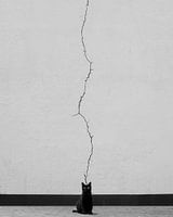 Cat thoughts, alizolghadri93