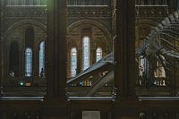 Blue whale from a distance