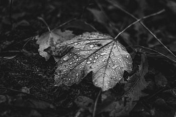Herbstblatt