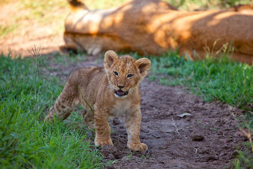 Löwenjunges von Peter Michel