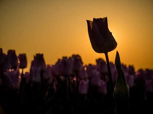 A tulip with backlight