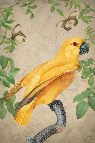 Gold Wings - Yellow Parrot in Vintage Setting