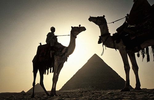 Camels at the pyramids of Giza near Cairo, Egypt