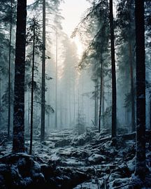 Winterwald