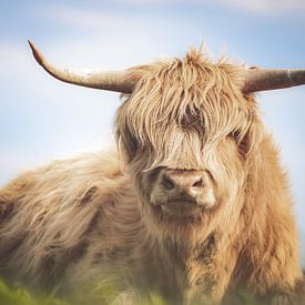 Scottish Highlander by Nicky Kapel