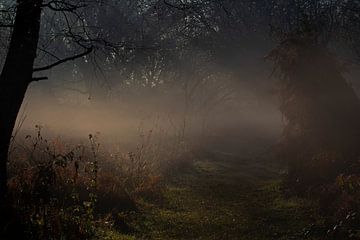 La lumière/les harpes dans une réserve naturelle témoignent de la tranquillité. sur Jessalyn Nugteren