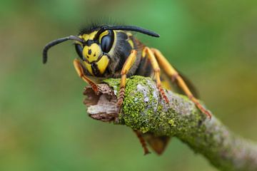 Queen German wasp (Vespula germanica) by Jeroen  Ruël