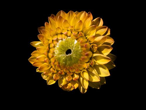 Fleur jaune sur Anne Stielstra
