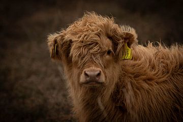 Veau écossais des Highlands avec étiquette d'oreille sur KB Design & Photography (Karen Brouwer)