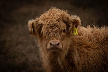 Schottisches Highlander-Kalb mit Ohrmarke von KB Design & Photography (Karen Brouwer)