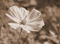 The cosmos in sepia