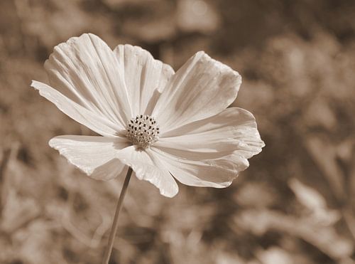 The cosmos in sepia