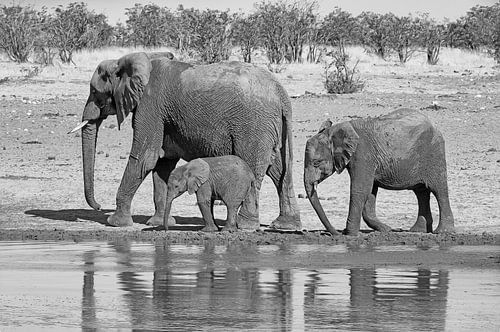 Three elephants walk along watering hole