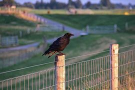 Kauw op hekwerk van Karlo Bolder