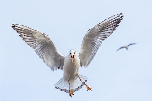 Kokmeeuwen in Arnhem