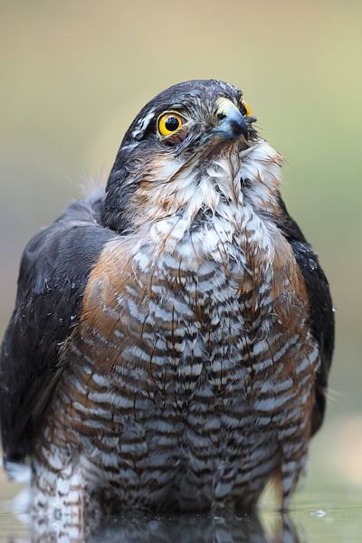 Close-up of a male hawk by Astrid Brouwers