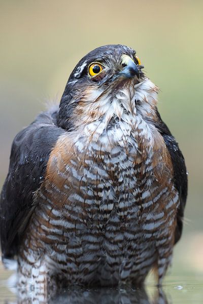 Close-up of a male hawk par Astrid Brouwers