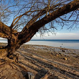 Stranded by Holger Felix