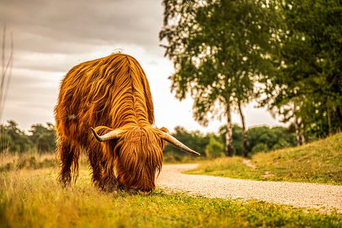 Grazende Schotse Hooglander in de Brabantse Natuur