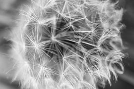 Kwetsbaar von Tamara & Mariëlle van #Scherpzinniger