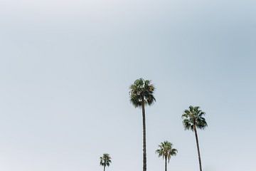 The palm trees | South Africa Travel Photography by Yaira Bernabela