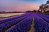 Hyacinth fields in Noordwijk at Springtime! van Carla Matthee thumbnail