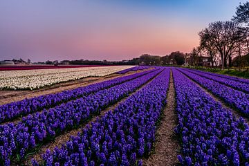 Hyacinth fields in Noordwijk at Springtime! van Carla Matthee