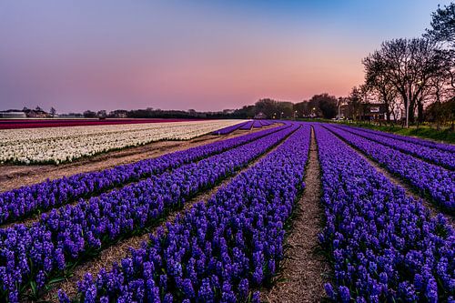 Hyacinth fields in Noordwijk at Springtime! van Carla Matthee