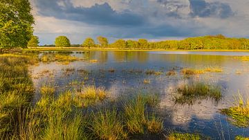 Lumière du soir dans le parc national Dwingelderveld, la plus grande zone de bruyère humide d'Europe sur Henk Meijer Photography