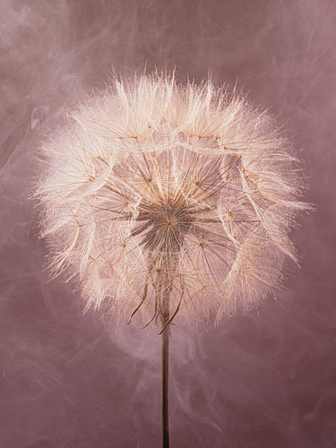 A botanical dream world – Atmospheric, harmonious colours in tune with nature