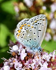 a blue butterfly butterfly by Werner Lehmann