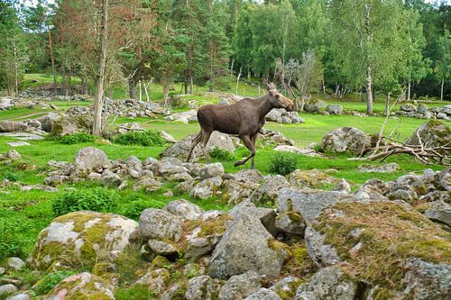 Elanden in de natuur van Zweden