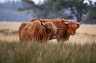 Twee Schotse Hooglanders, gemoedelijk onderweg van Jarno Hilge thumbnail