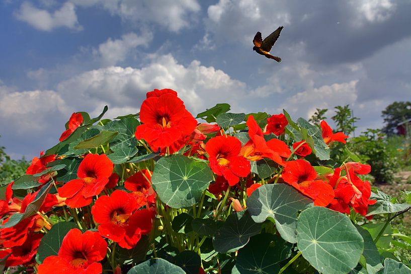 nasturtium van Edgar Schermaul