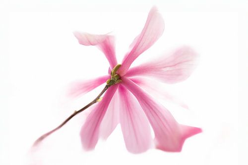 Magnolia Bloesem Solo